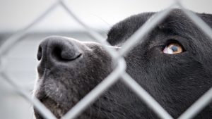 SPCA Monteregie dog behind fence