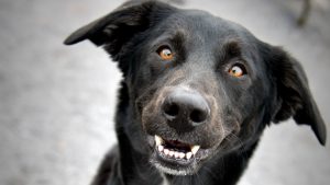SPCA Monteregie smiling dog